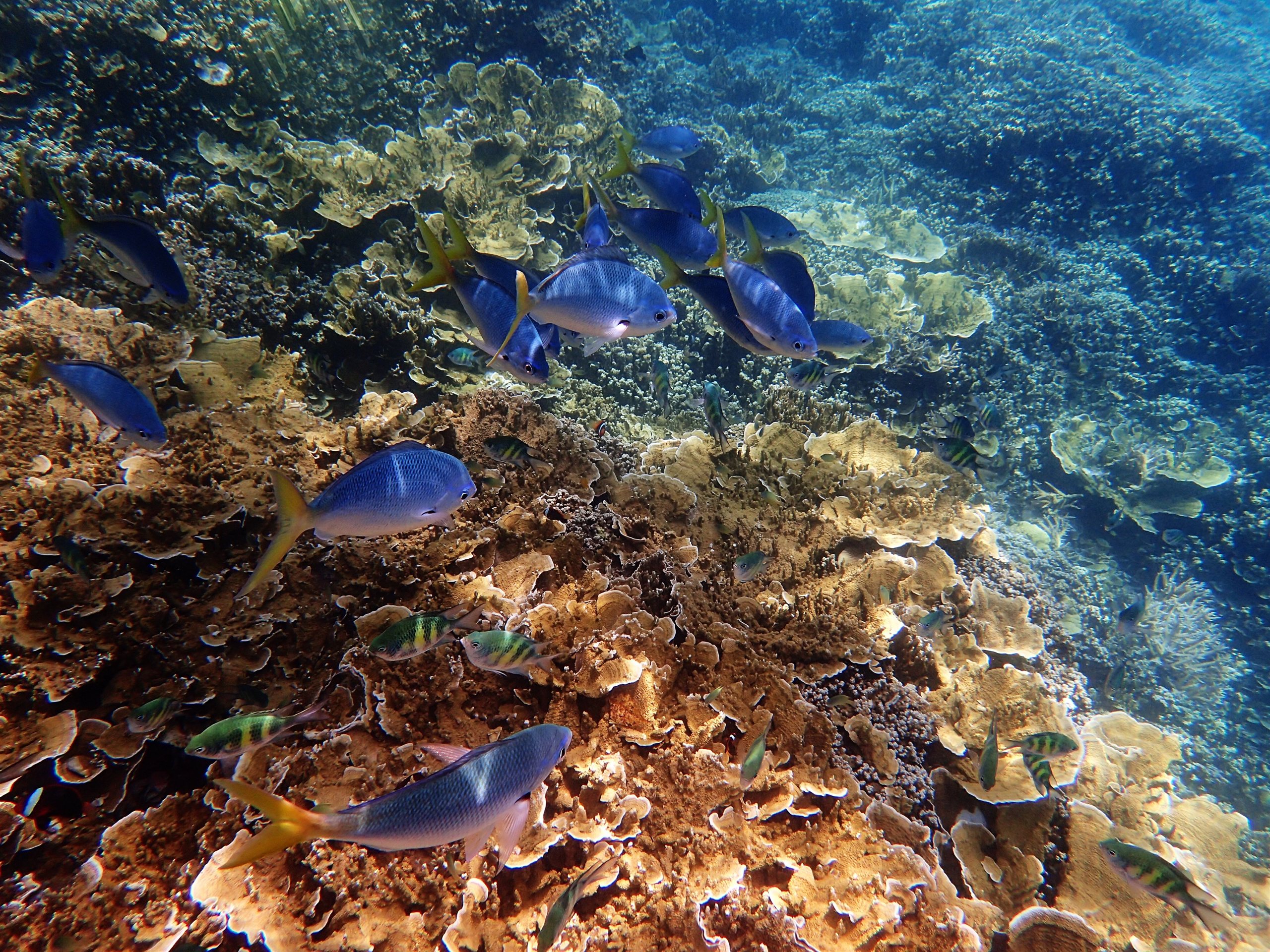 枝状珊瑚と卓状珊瑚に覆われた海底を、青と黄色の小魚の群れが横切る水中の眺め