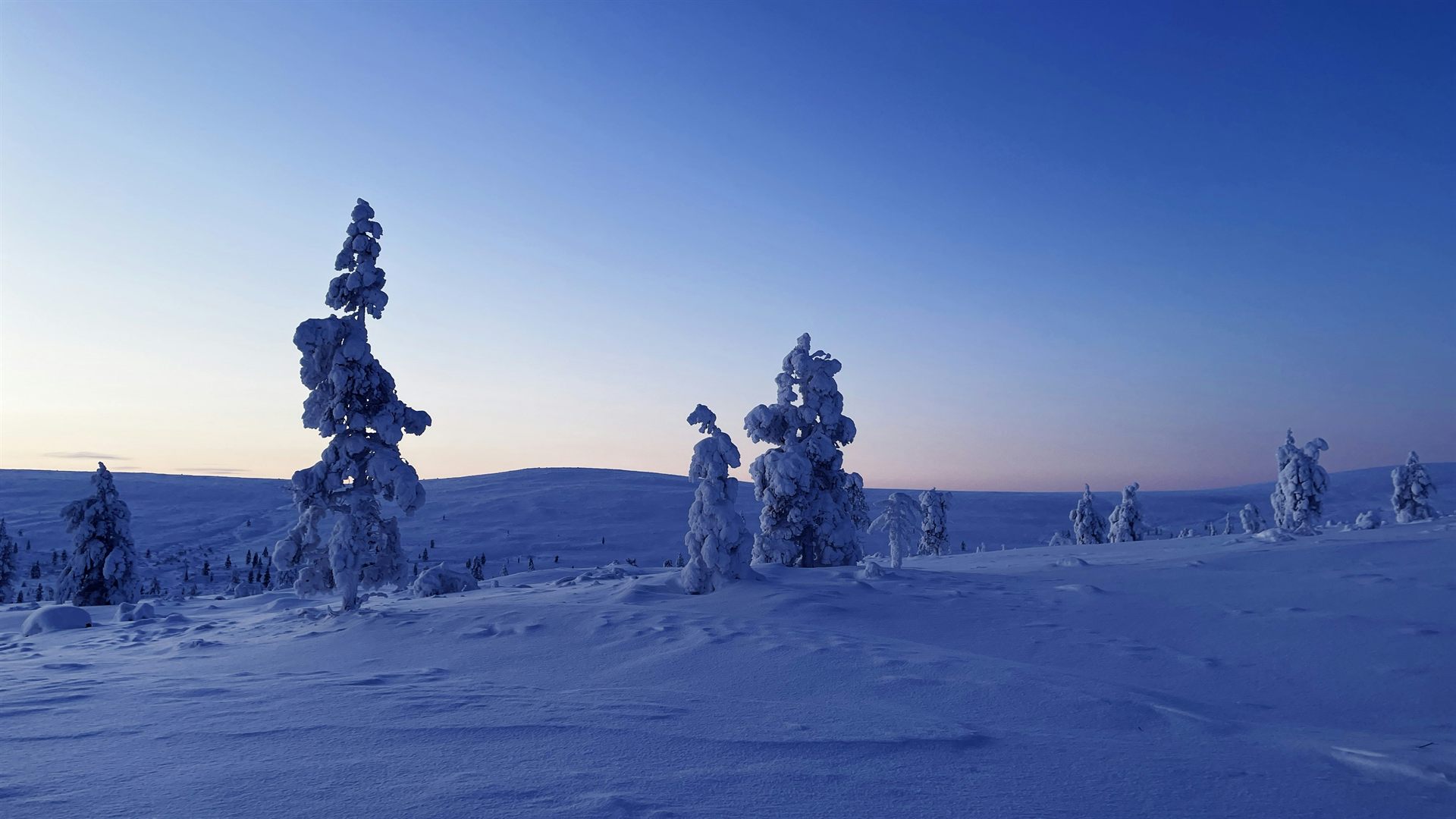 厚く雪をまとった針葉樹が雪原に点在し、藍から桃色へ移ろう薄明の空の下、なだらかな丘が遠くに横たわる眺め