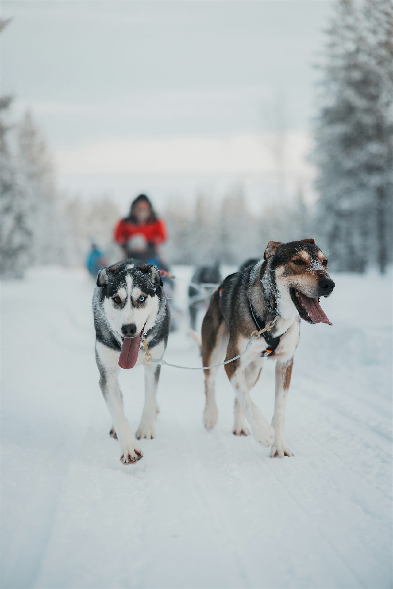 雪の道を蹴って走る2頭のハスキー犬と、後方で橇の舵を取る赤い上着の人影、その両側に雪をかぶった森が続く眺め